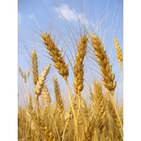 Фуражна пшениця